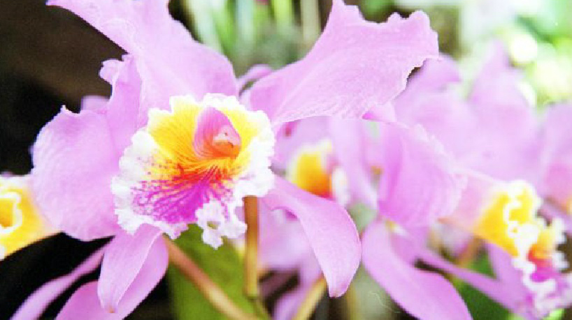 Orquídeas y bromelias, belleza en peligro