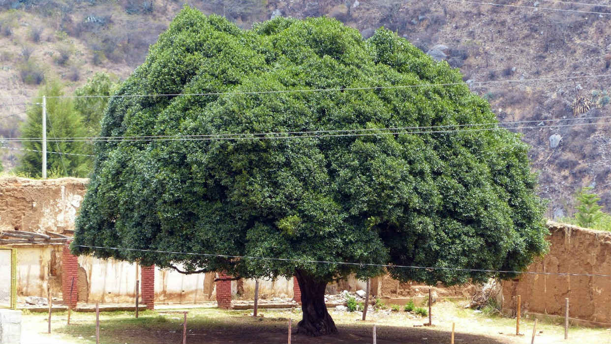 Resultado de imagen de árbol quina
