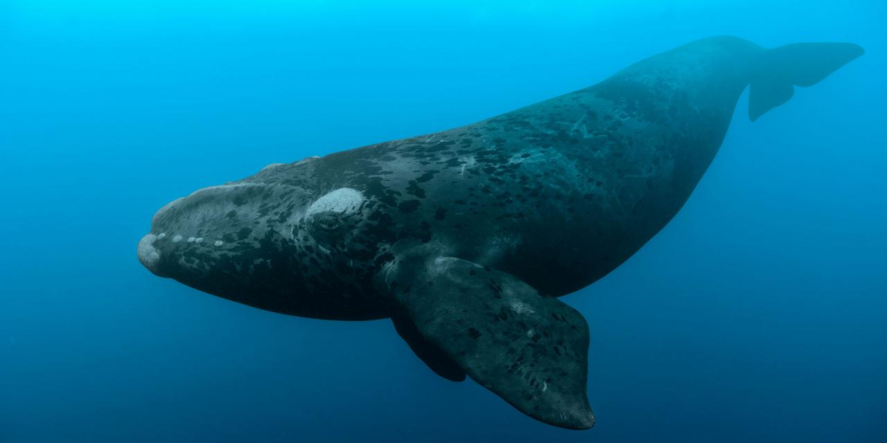 Avistan primera ballena franca muerta en dos años en el golfo canadiense