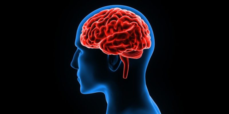 que es el cerebro que es el cerebro