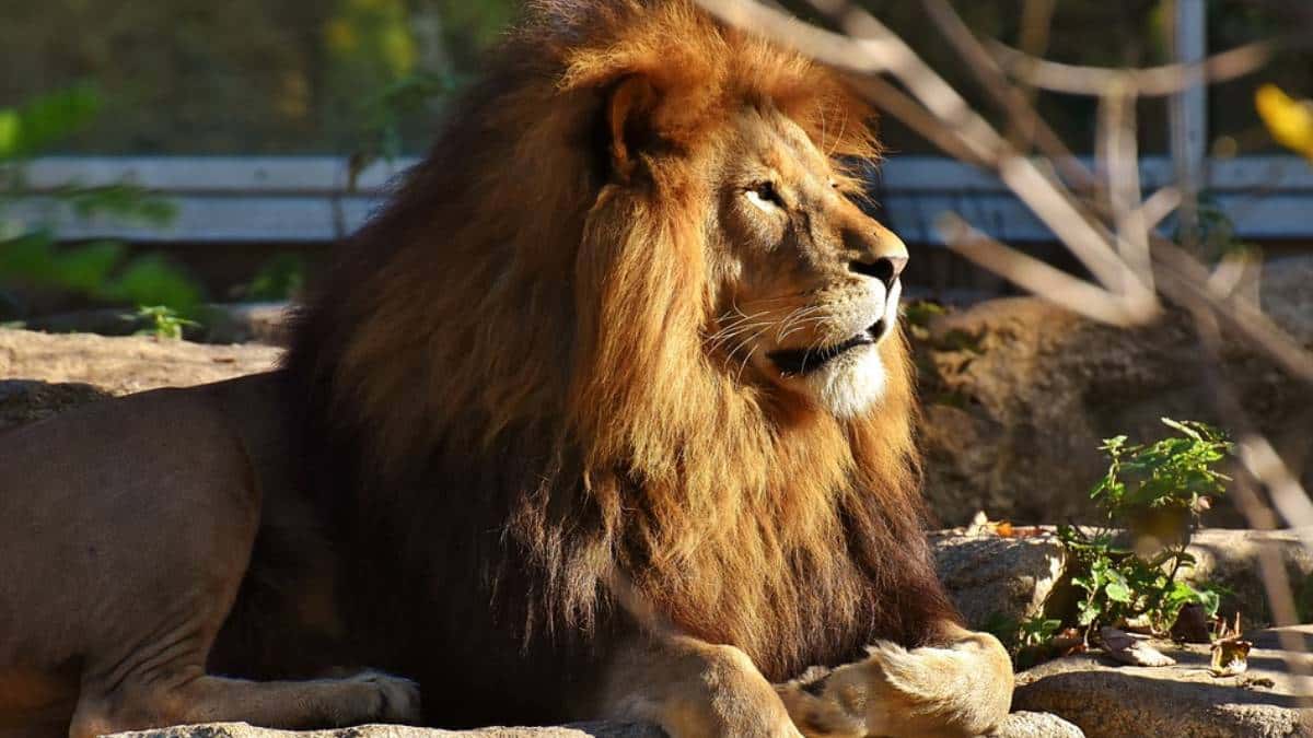 Cuatro leones de un zoo español se contagiaron de Covid-19