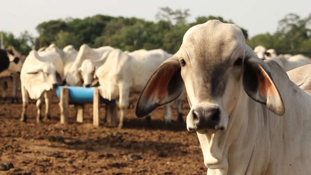 Fuertes lluvias afectan al 20% del ganado nacional