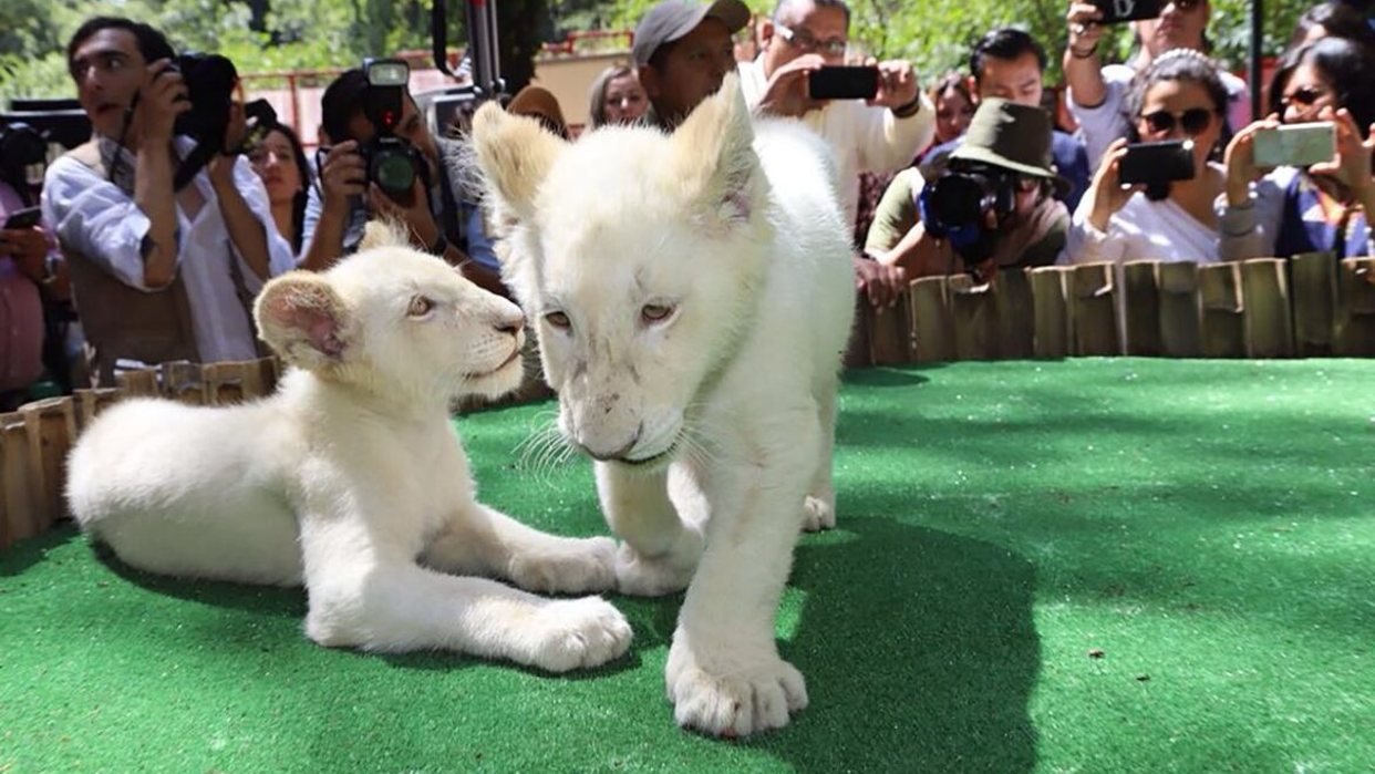 Leones blancos ya se encuentran en el Zoológico de Caricuao