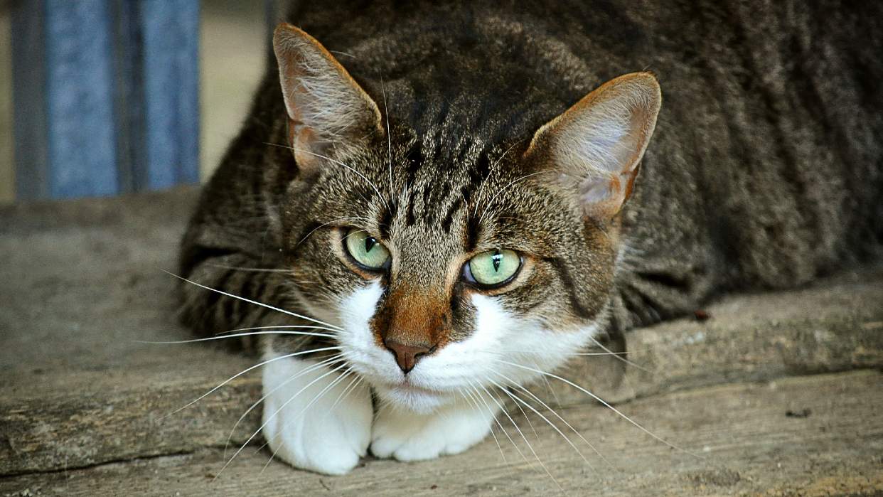 Detienen a dos jóvenes por maltratar a un gato
