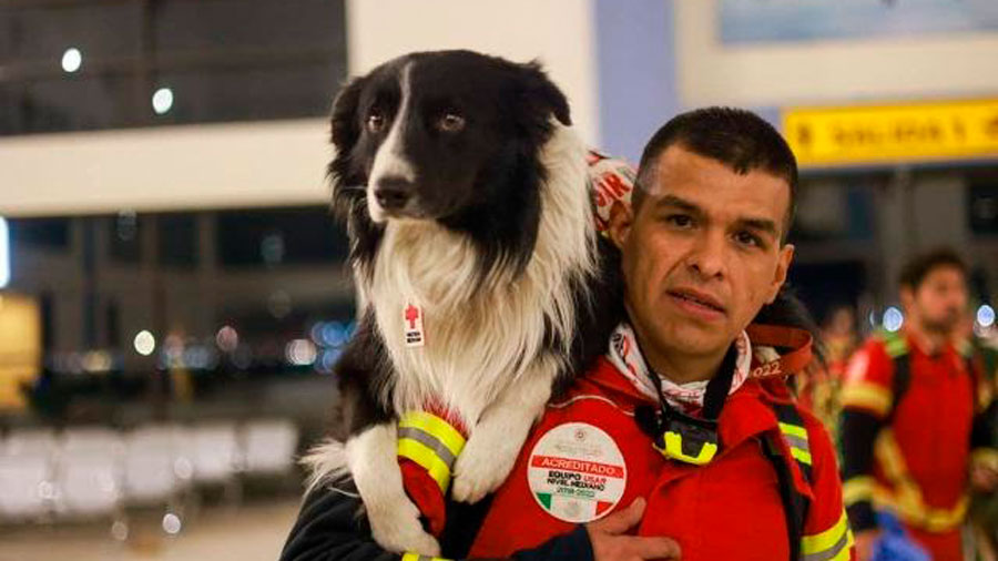 Casi 10 canes mexicanos han sido enviados a Turquía para ayudar con las labores de rescate