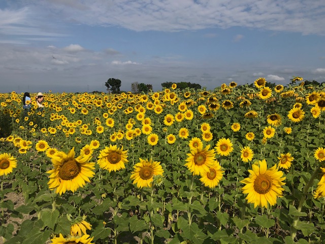 Turén, Tierra De Hermosos Girasoles En Portuguesa