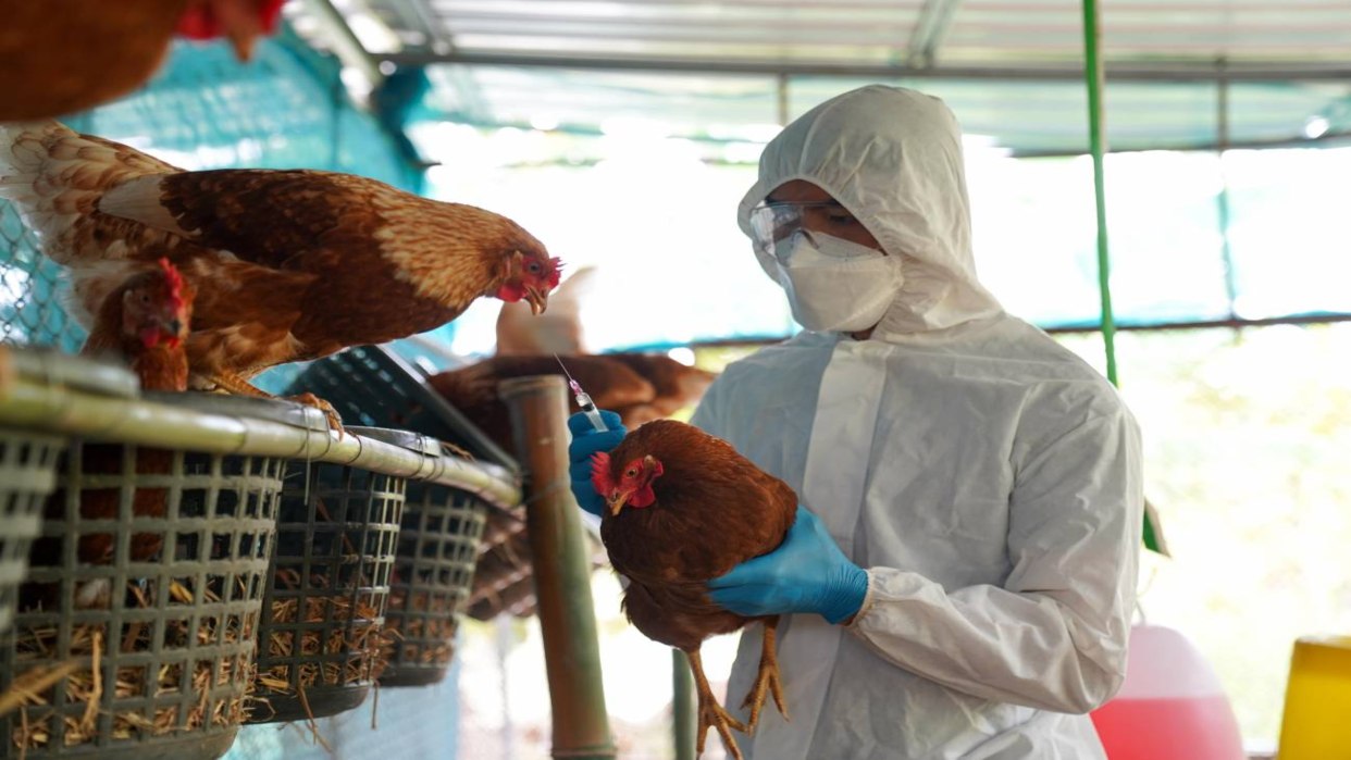 La Unión Europea ha reservado dos vacunas por si se declara una pandemia de gripe aviar