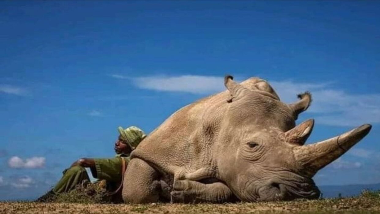 Desoladora imagen de uno de los dos rinocerontes blancos que quedan le está dando vuelta al mundo 