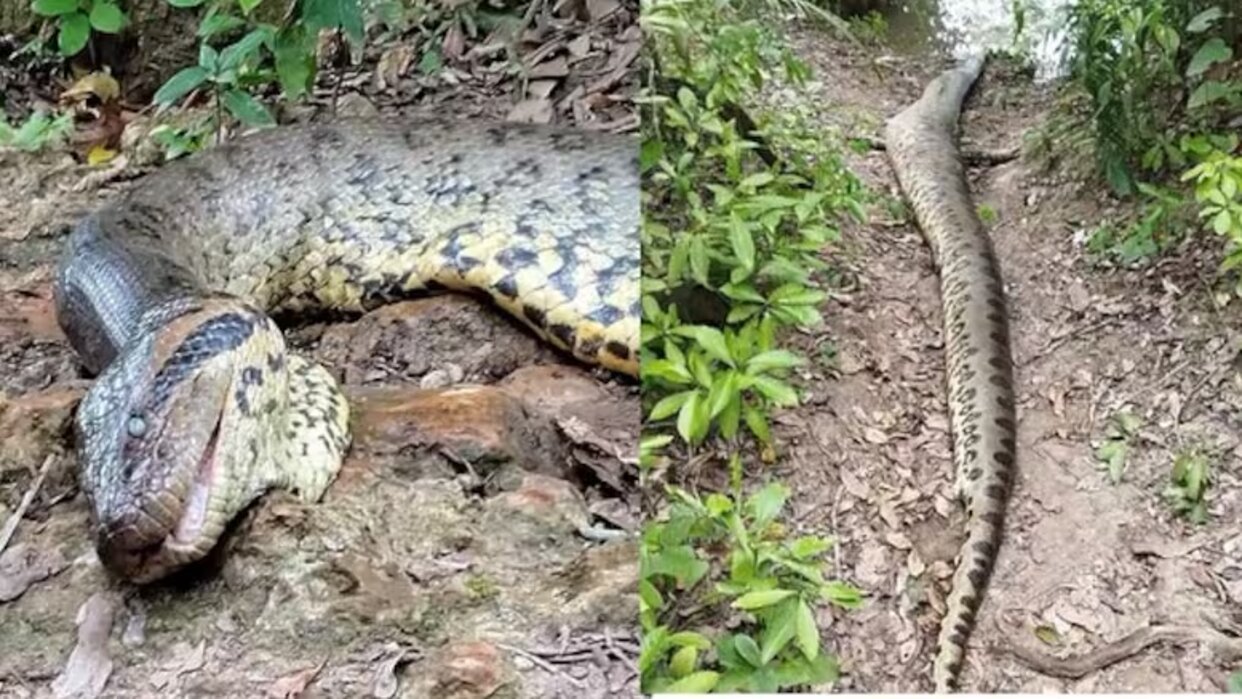 Hallaron sin vida a la anaconda más grande del mundo en el Amazonas