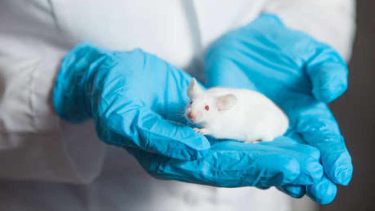 Russian most cancers vaccine works efficiently in mice