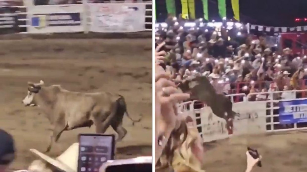 Toro de rodeo salta valla en arena de Oregón y lesiona a varias personas antes de ser capturado