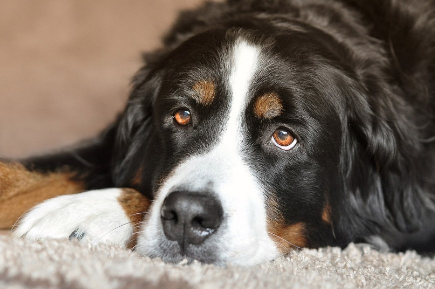 Cientos de gatos, perros o conejos, víctimas indirectas del ...